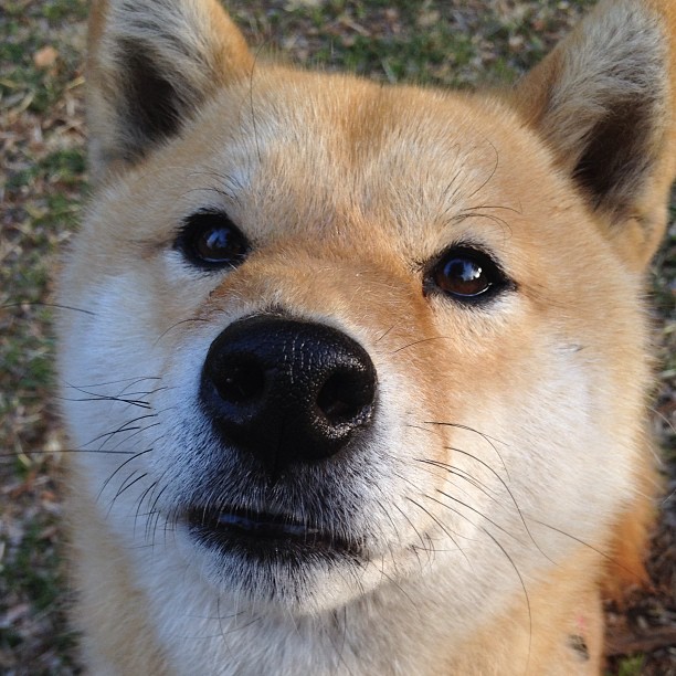 卡拉斯科一剑封喉诠释全场最佳！那不勒斯绝境逆袭，生死战力斩曼城震撼欧冠